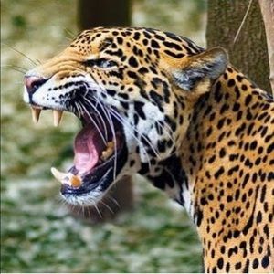 Meet your Posher, Mario